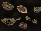 Various Yoda Action Figure Feet (via Wookiepedia)