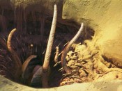 Sarlacc