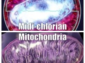 midi-chlorian-mitochondria