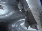 loth-wolf-force-nature-star-wars-rebels